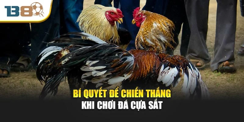 Bí quyết để chiến thắng khi chơi đá cựa sắt