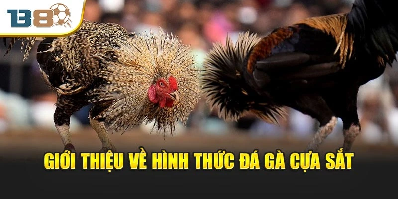 Giới thiệu vài điều về hình thức đá gà cựa sắt