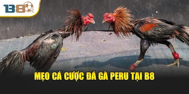 Mẹo cá cược đá gà Peru tại B8