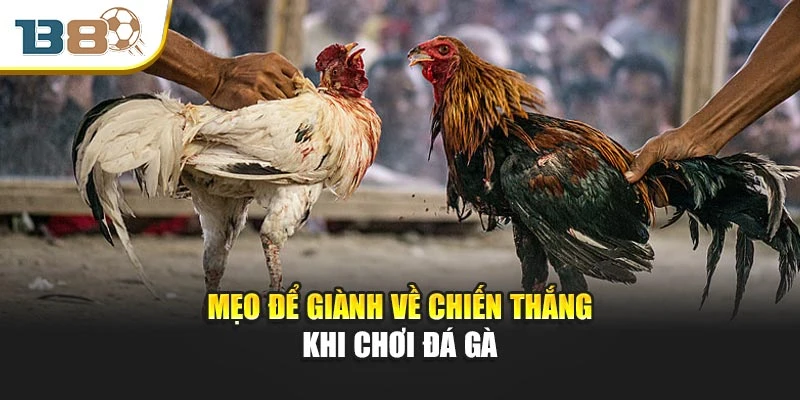 Mẹo để giành về chiến thắng khi chơi đá gà