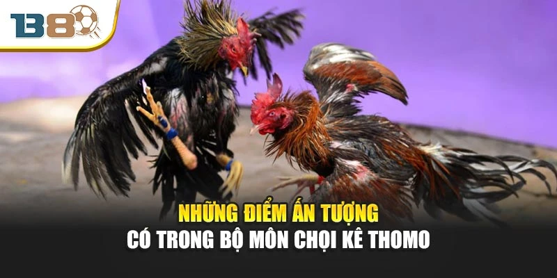 Những điểm ấn tượng có trong bộ môn chọi kê Thomo